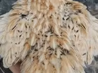 Quails — zdjęcie 2