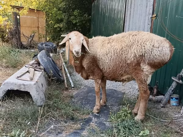 Ram, Rhon sheep