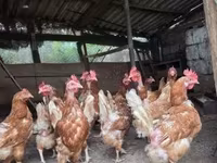 Chickens — foto 1