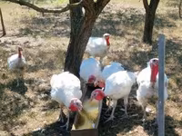 Turkeys — fotografija 3