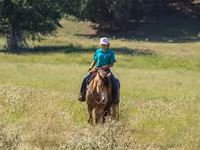 Pastuv, Gypsy horse — fotografija 6