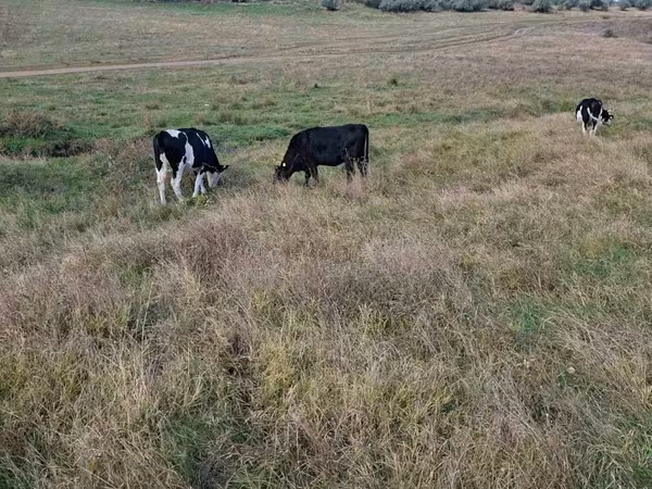 Krowa, Russian Black pied cattle