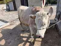 İnək, Simmental cattle — foto 2