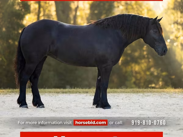 Kobila, Percheron