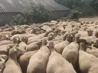 Qoʻy, Merino sheep — 2-rasm