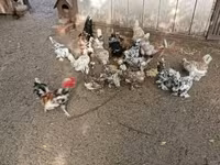 Bantam japonesa — foto 7