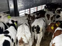 Bik, Simmental cattle — fotografija 3