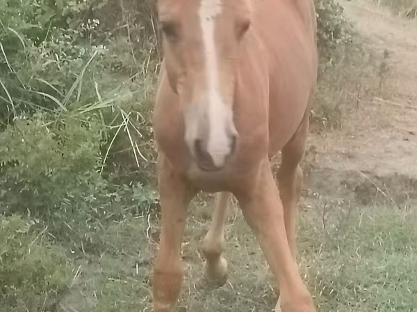 Pastuv, Azerbaijan horse