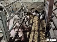 Sow, Pigs — photo 3