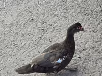 Domestic Muscovy — photo 1