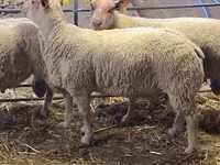 Ovan, Charollais sheep — fotografija 4