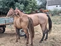 Caballo, Caballos — foto 3