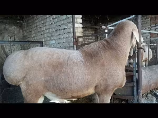 Qoç, Qoyunlar
