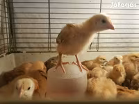 Chickens — photo 5