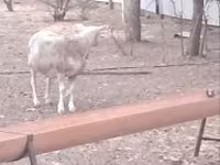 Ram, Cerry Hill sheep — photo 3