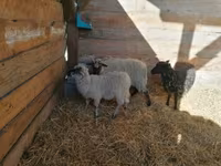 Sheep, Racka sheep — photo 4