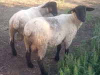 Ovan, White Suffolk sheep — fotografija 2