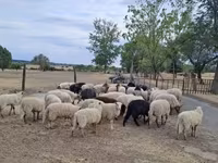 Қошқар, Racka sheep — 2-сурет