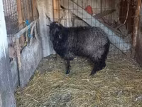 Қой, Racka sheep — 4-сурет