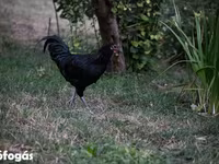ऑस्ट्रेलॉर्प — फ़ोटो 3