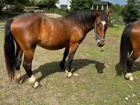 घोड़ी, Međimurje horse — फ़ोटो 5