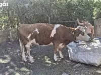 Kuh, Aberdeen-Angus — Foto 1