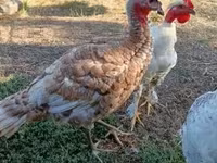 Turkeys — fotografija 1