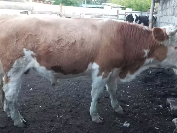 Бұқа, Simmental cattle