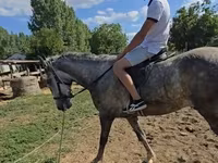 घोड़ा, Lipizzaner — फ़ोटो 4