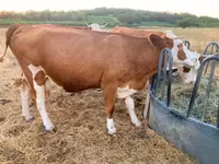 Cow, Simmental cattle — photo 3