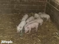Säue, Вьетнамская вислобрюхая — Foto 2