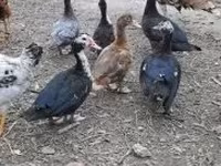 Ducks — الصورة 2