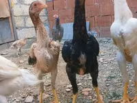 Chickens — fotografija 6