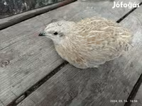 Quails — Foto 8