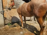 فرس, الخيول — الصورة 5
