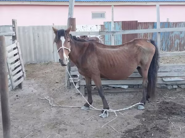雌馬, Kazakh horse