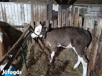 गाय, गोलस्टीन नस्ल — फ़ोटो 3
