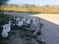 Geese — fotografija 4