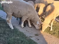 كبش, Ile-de-France sheep — الصورة 5