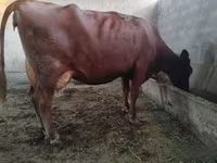 Krava, Red Estonian cattle — fotografija 1