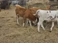 Goveda (partija, pol nije naveden), Simmental cattle — fotografija 5