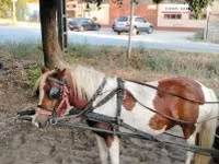 Yegua, Caballos — foto 1