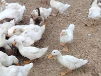 Nemački pekin — fotografija 2