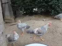 Chickens — Foto 1