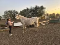Mare, Horses — photo 2