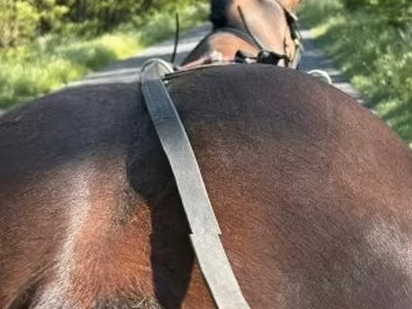 Cheval, Chevaux
