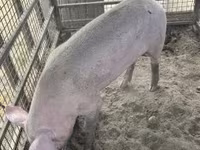 Eber, Schweine — Foto 5