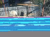 Geese — الصورة 3