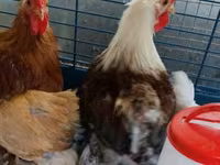 Pekinška bantam — fotografija 8