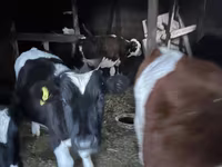 母牛, Holstein breed — 照片 2